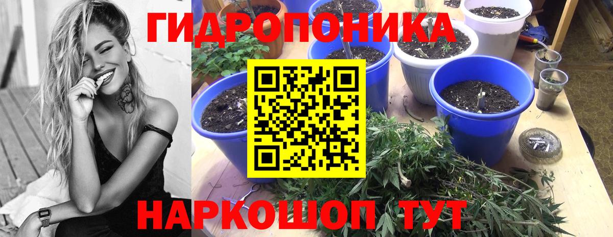 Конопля индика  Бошки марихуана гибрид  Сосновоборск  МАРИХУАНА конопля  Вход с VPN  Канабис план 